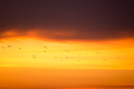 Emigrated seagull flying in sunrise at Bangpu, Thailand