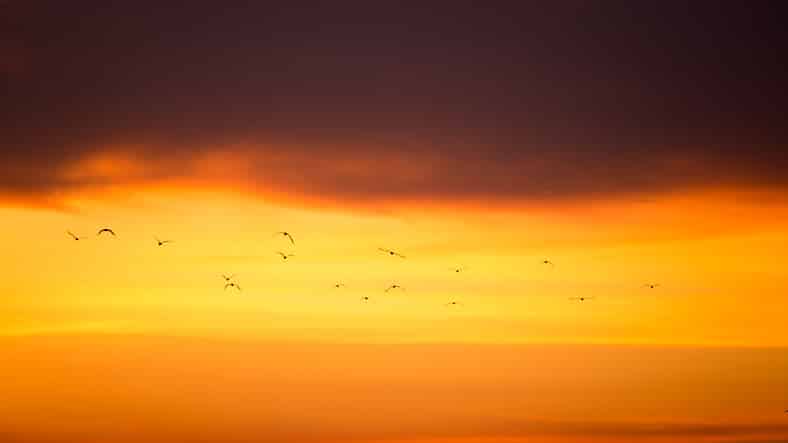 Emigrated seagull flying in sunrise at Bangpu, Thailand